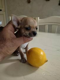 Pz. Da Amare Chihuahua Femminuccìia Taglia Pic