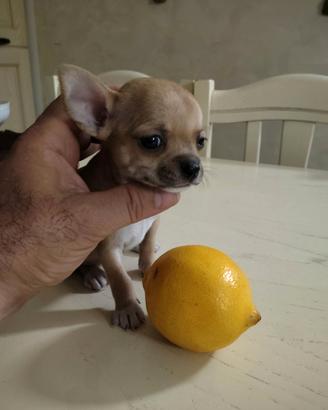 Pz. Da Amare Chihuahua Femminuccìia Taglia Pic