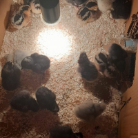 Disponibili pulcini amrock,moroseta ed araucana