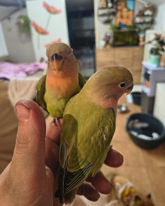 Inseparabili allevati a mano