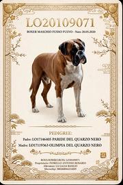 Boxer per monta