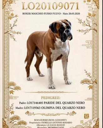 Boxer per monta