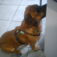 Cagnolino piccola taglia