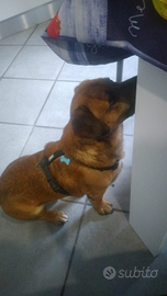 Cagnolino piccola taglia