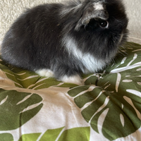 Cuccioli coniglio Fuzzy Lop disponibili