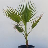 Palme di Washingtonia filifera