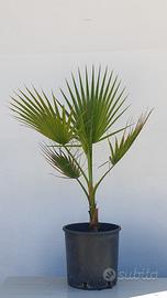 Palme di Washingtonia filifera