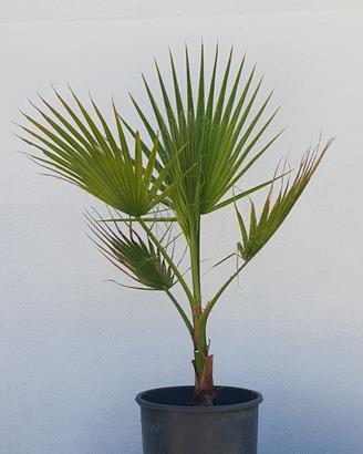 Palme di Washingtonia filifera