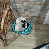 Cuccioli di 2 mesi e mezzo di Arejois