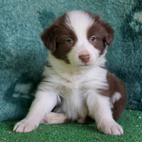 Border Collie cuccioli (Bari, BA, Puglia)