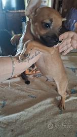 Incrocio pincher chihuahua