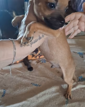 Incrocio pincher chihuahua
