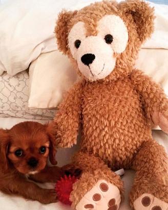 Cavalier king Charles spaniel