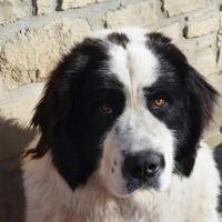 Cane Razza Landseer Adulto in Affido Gratuito