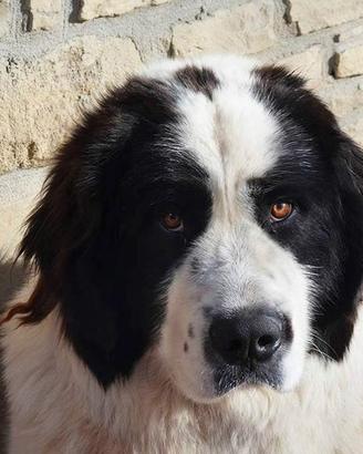 Cane Razza Landseer Adulto in Affido Gratuito