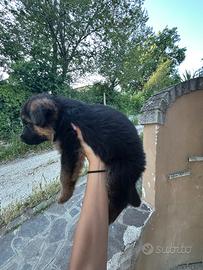 Pastori tedeschi cuccioli