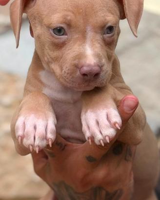 Cuccioli di Pitbull red nose occhi ghiaccio