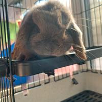 Coniglia Minilop grigia con pedigree