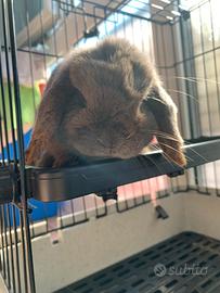 Coniglia Minilop grigia con pedigree