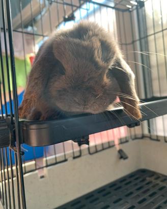 Coniglia Minilop grigia con pedigree