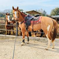 Castrone Paint con gene Dun, 156 cm