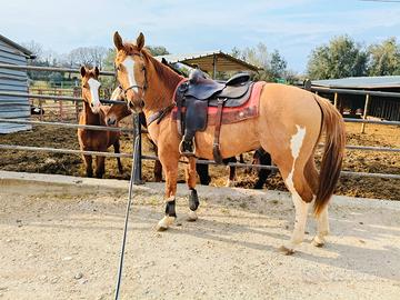 Castrone Paint con gene Dun, 156 cm