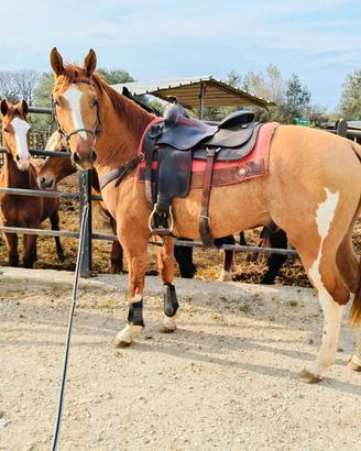 Castrone Paint con gene Dun, 156 cm