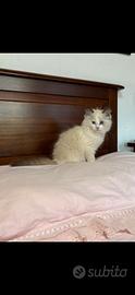 Ragdoll