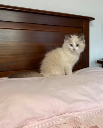 Ragdoll