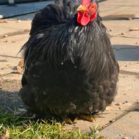 Galline Concicina nana