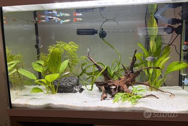 Acquario 60 litri completo di tutto
