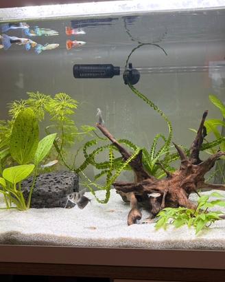 Acquario 60 litri completo di tutto