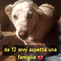 Bianca 12 anni taglia media grande