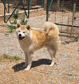 Cuccioli di Akita inu
