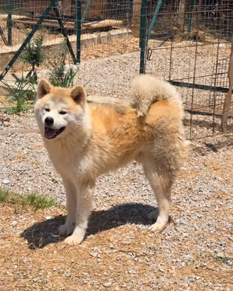 Cuccioli di Akita inu