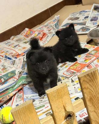 Volpino di Pomerania . Spitz