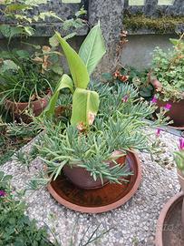 piante varie 