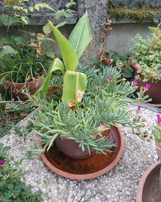 piante varie 