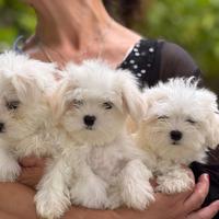Maltese taglia piccola