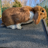 Ariete Madagascar Nano