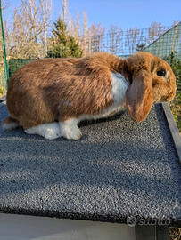 Ariete Madagascar Nano