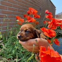 Cuccioli Dachsbracke