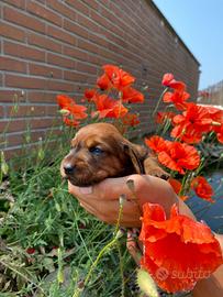 Cuccioli Dachsbracke