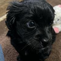 Cucciole volpino/jack Russel