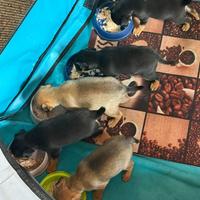 Cuccioli di Pincher