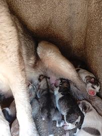 Husky cuccioli