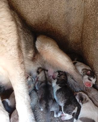 Husky cuccioli
