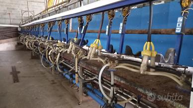 Macchina da mungere pecore