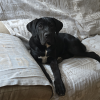 Cane corso femmina 9 mesi