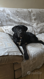 Cane corso femmina 9 mesi
